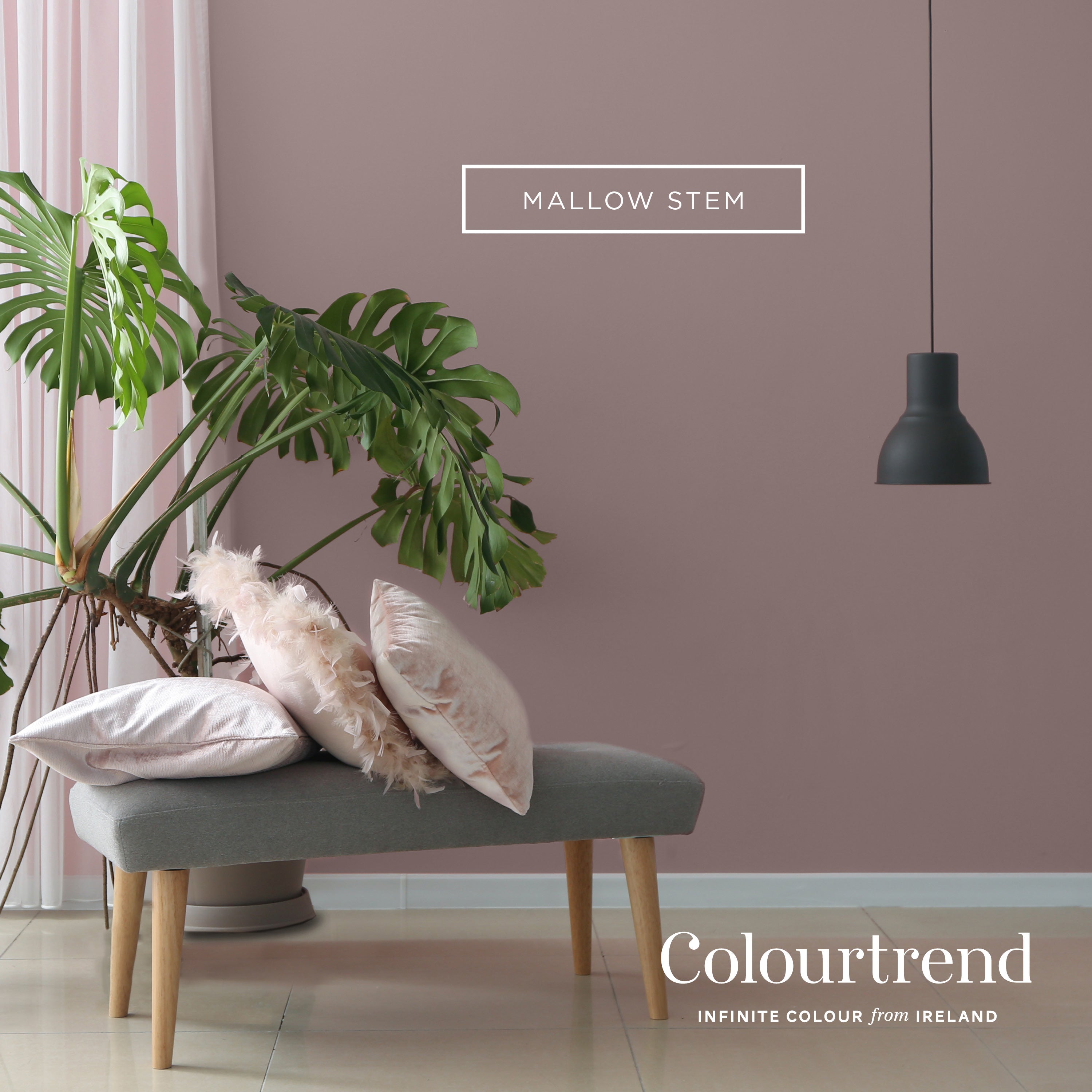 Colourtrend Mallow Stem | Same Day Delivery by Weirs of Baggot St