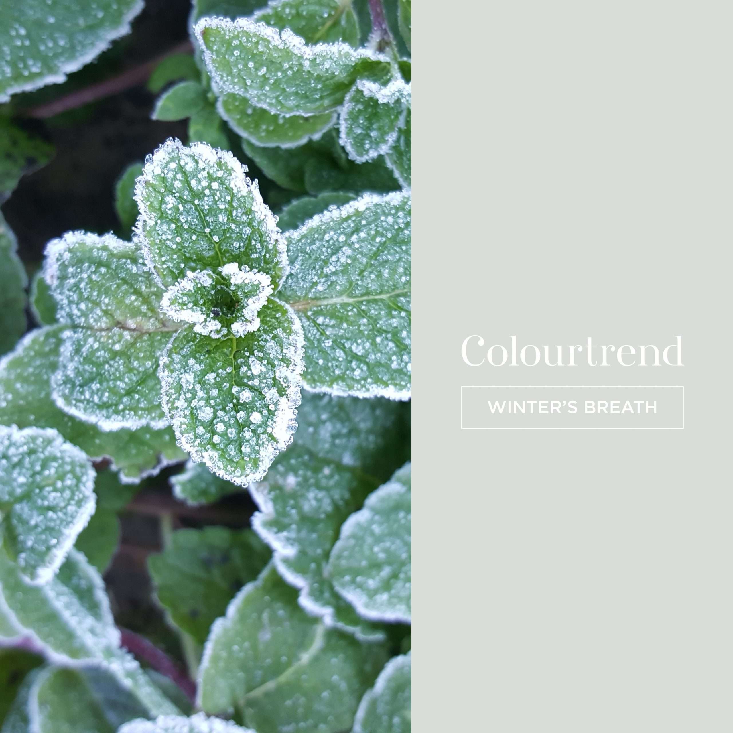 Colourtrend Winter's Breath | Same Day Delivery by Weirs of Baggot St