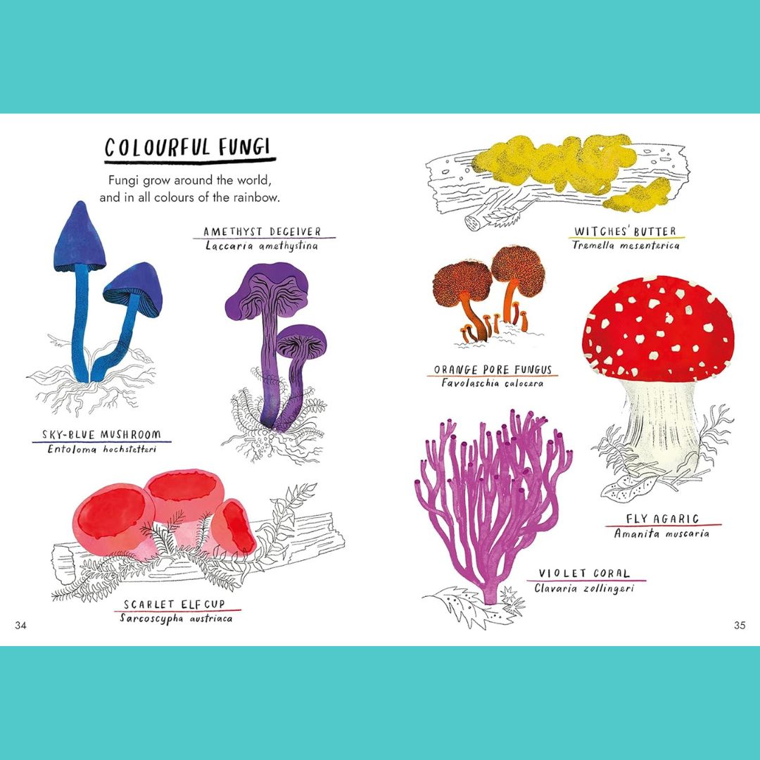 Brilliant Books | Hello Fungi: A Little Guide To Nature by Nina Chakrabarti by Weirs of Baggot Street