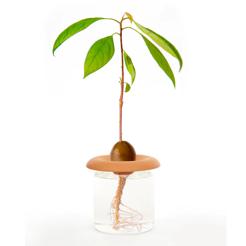 Fabulous Gifts | Kikkerland - Terracotta Seed Sroupters by Weirs of Baggot Street