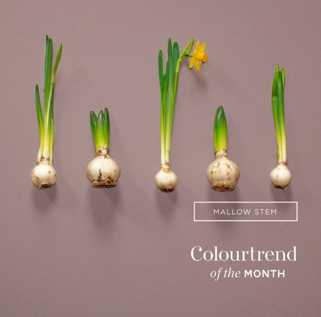 Colourtrend Mallow Stem | Same Day Delivery by Weirs of Baggot St