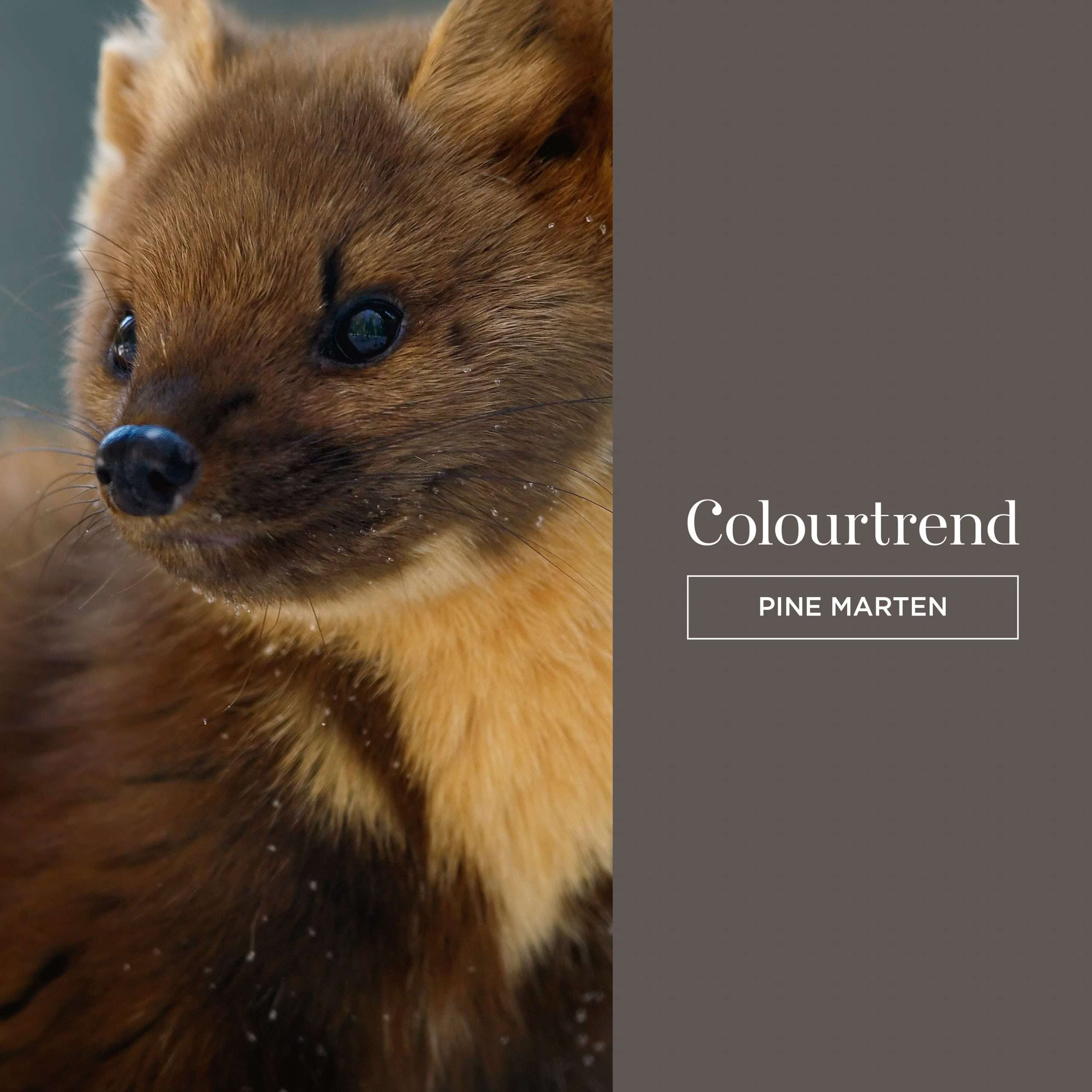 Colourtrend Pine Marten | Same Day Delivery by Weirs of Baggot St